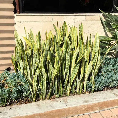 top Best Plants for Curb Appeal