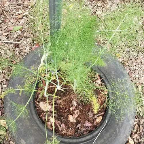 top Best Herbs To Grow in Florida