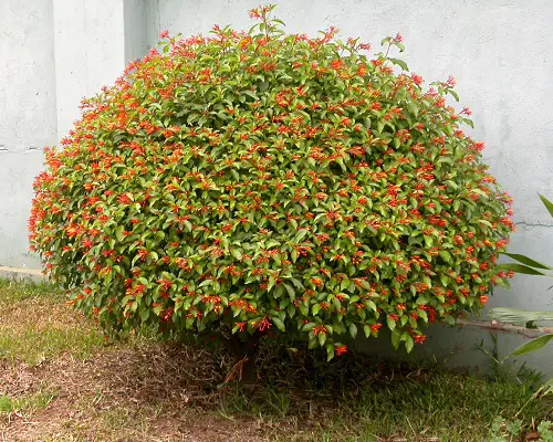 How to Grow Firebush to Attract Hummingbirds