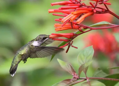 Attract Hummingbirds to the Garden