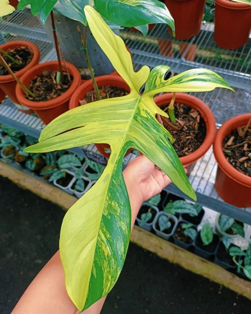 Best Artistic Plants in pot