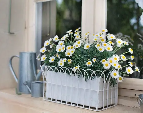 Best and Worst Child-Friendly Plants 23