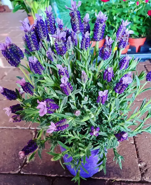 top best Is Lavender a Perennial or Annual