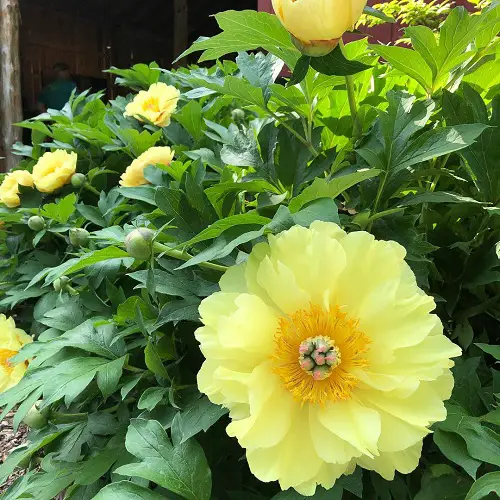 beautiful Varieties of Yellow Peonies