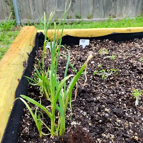 amazing Best Herbs To Grow in Florida