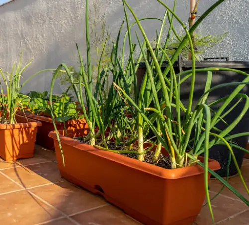 The Top 18 Indoor Vegetables | Indoor Vegetables You Can Grow