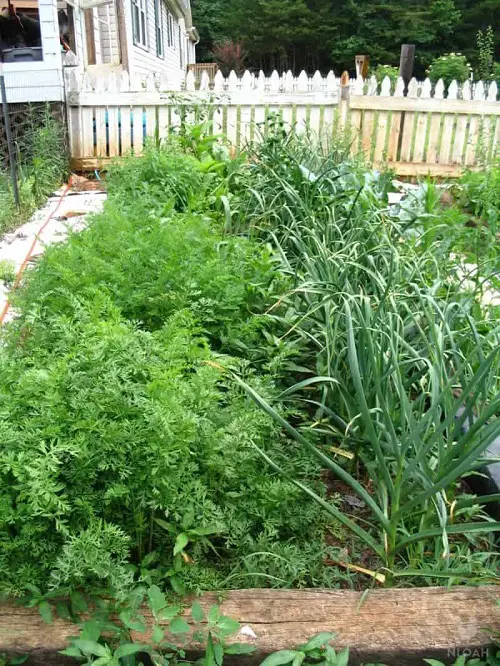Garlic Companion Plants 3