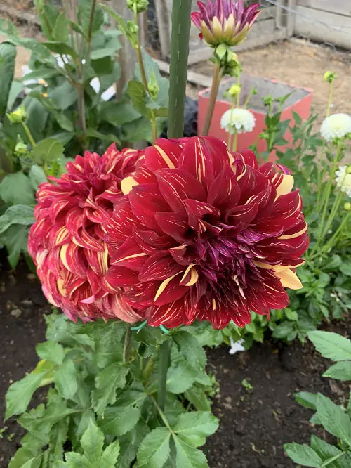 Top Red Dahlia Types for a Garden
