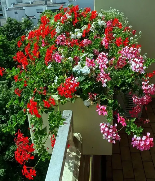 Climbers and Vines for the Patio and Balcony