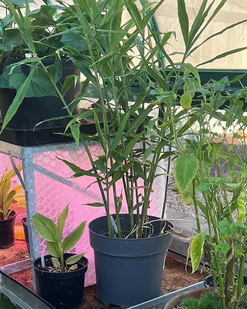 Best Herbs To Grow in Florida garden