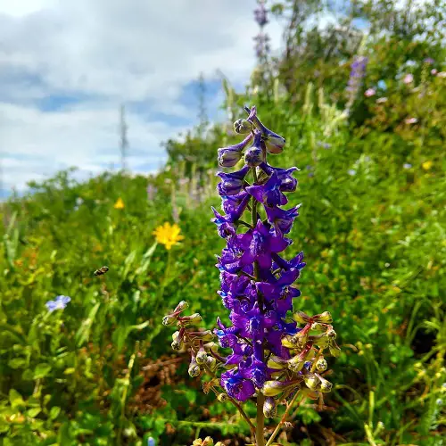 Beautiful Purple and Blue Flowers