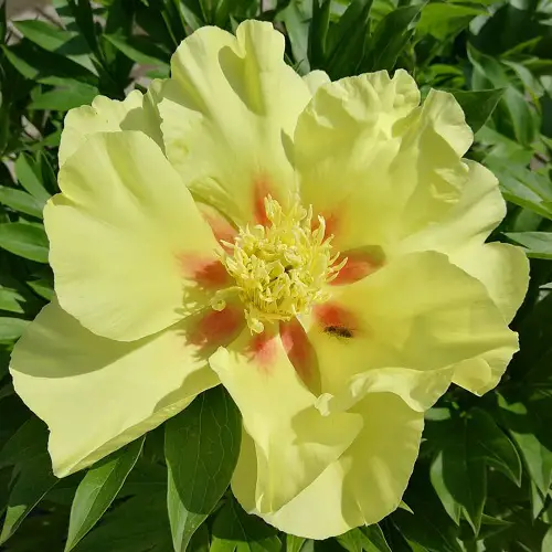 Top best Varieties of Yellow Peonies