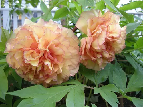 Top Yellow Rose Types
