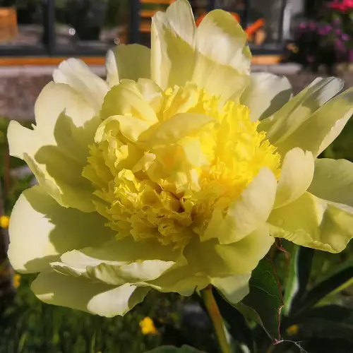 Top Yellow Rose Types