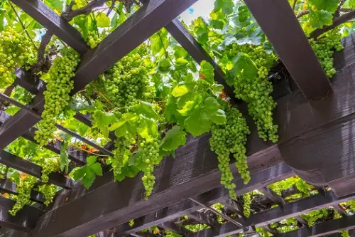 best Top Oregano Decorative Plants