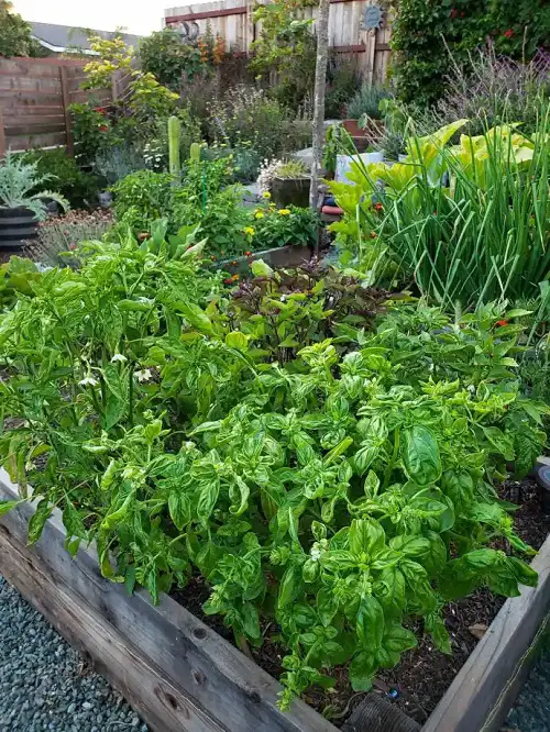 Vegetables You Should Never Plant Together and Why