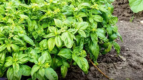Best Watermelon Companion Plants basil
