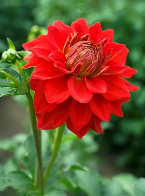 Magnificent Red Dahlia Varieties for a Landscape

