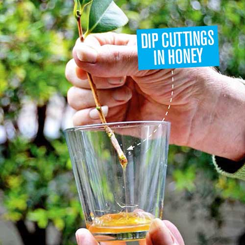 Honey as a Rooting Hormone