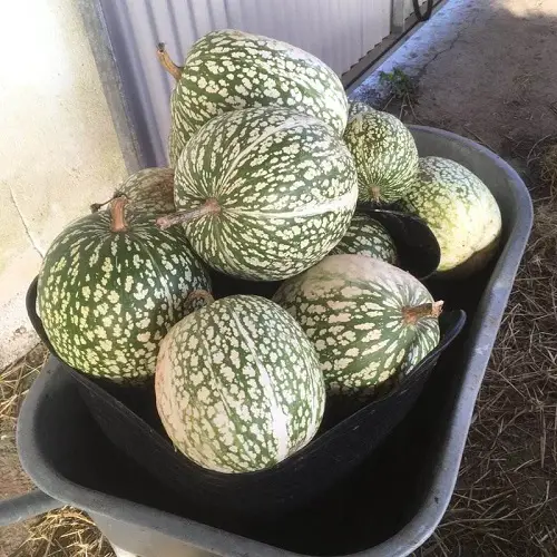 Harvesting Chilacayote Squash