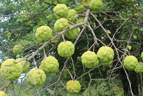 Hedge Apple Recipes