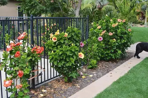 Curb Appeal's Finest Plants7