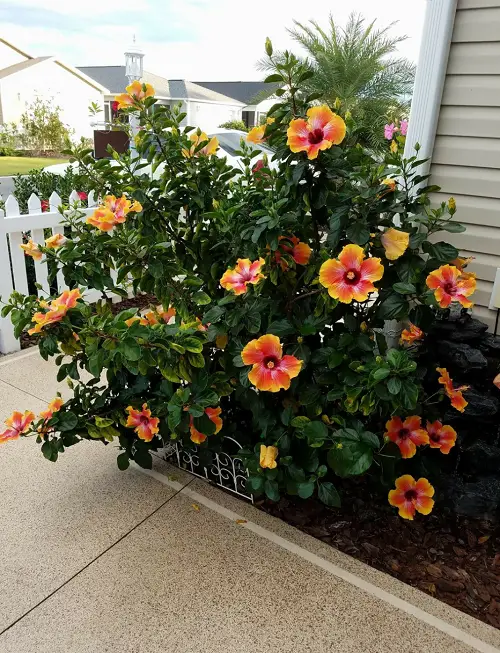 How to Keep Hibiscus Blooming 2