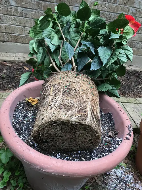hibiscus Re-pot