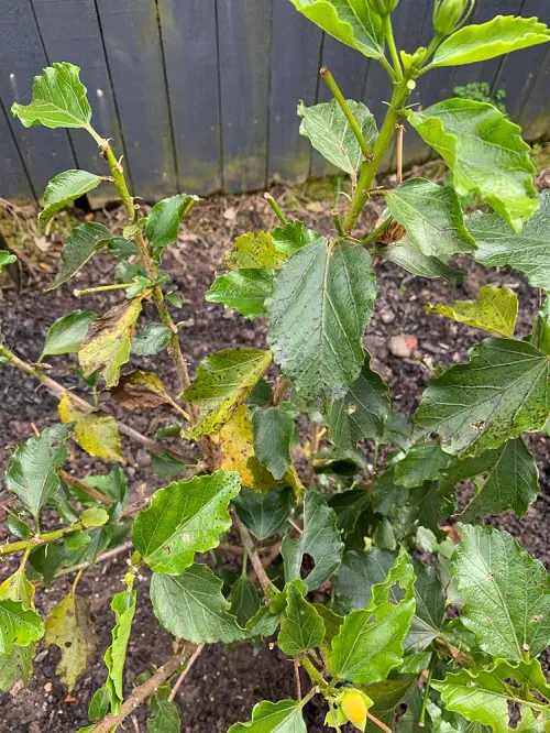 Hibiscus Leaves Turning Yellow pests
