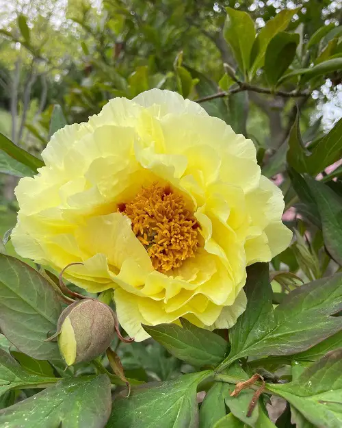 best Superior Types of Yellow Peonies