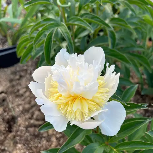 Amazing Superior Types of Yellow Peonies