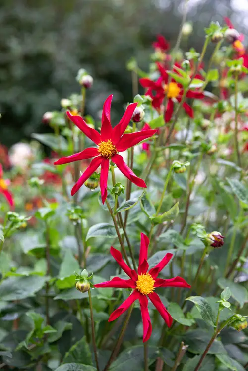 Varieties of Red Dahlias for the Garden
