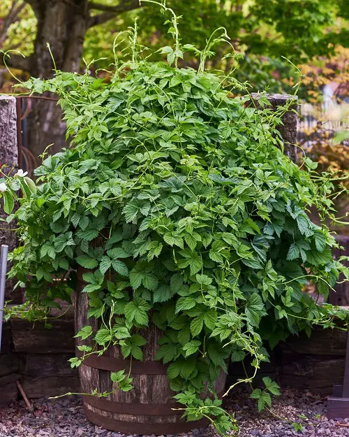beautiful Herbs To Grow in Florida 26