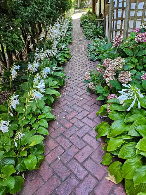 top Stunning Plants For Walkways 