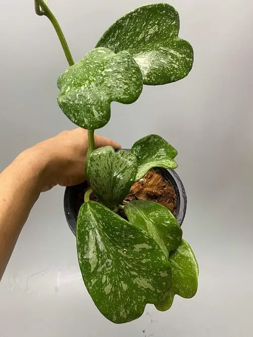 Little Leaf Hoya Types 2