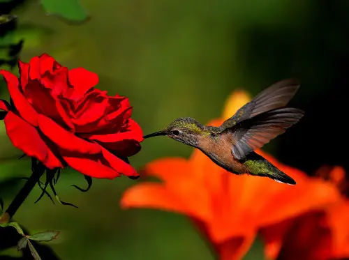 Rose Petal Hummingbird Nectar
