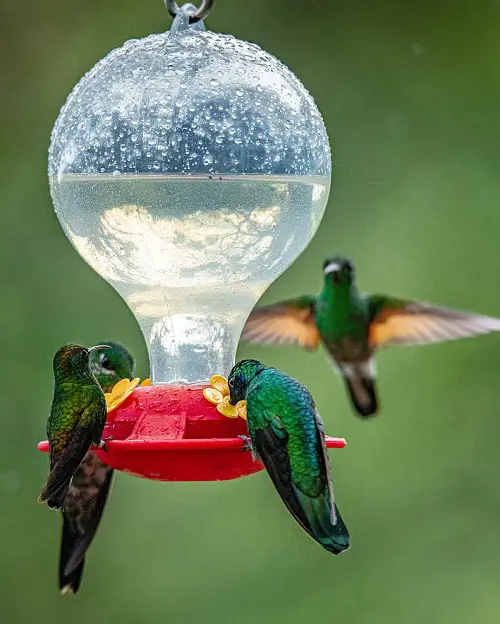 Recipes for Homemade Hummingbird Food
