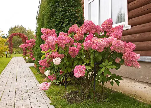 How to Grow Hydrangea Tree