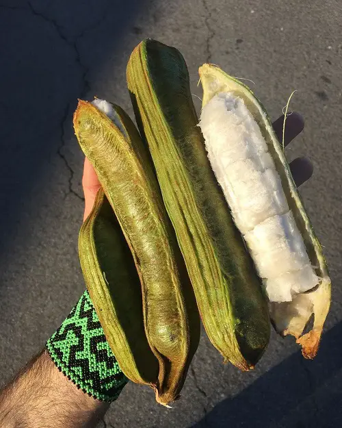 Most Strangest Fruits tree