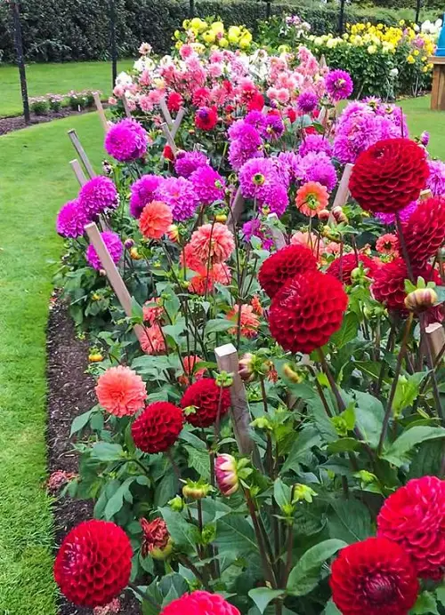 Best Red Dahlia Varieties for the Garden