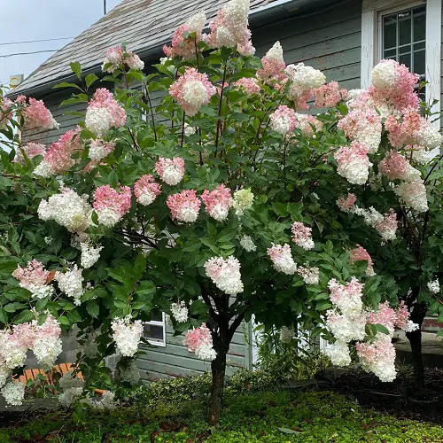 Grow a Hydrangea Tree