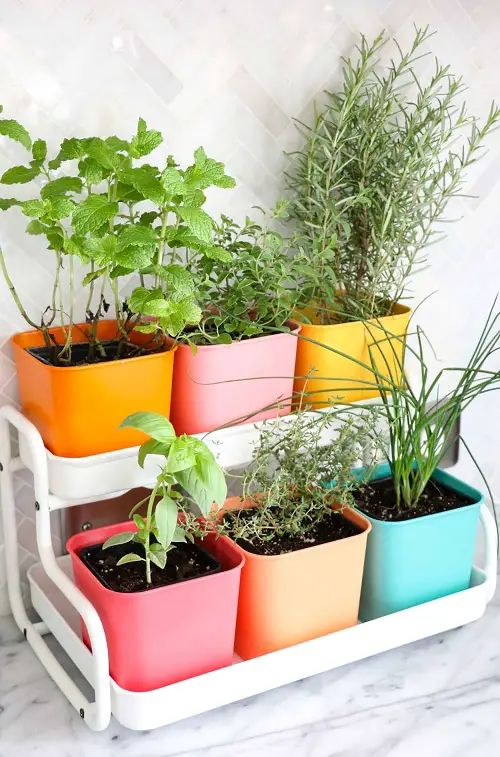 The Top 18 Indoor Vegetables | Indoor Vegetables You Can Grow