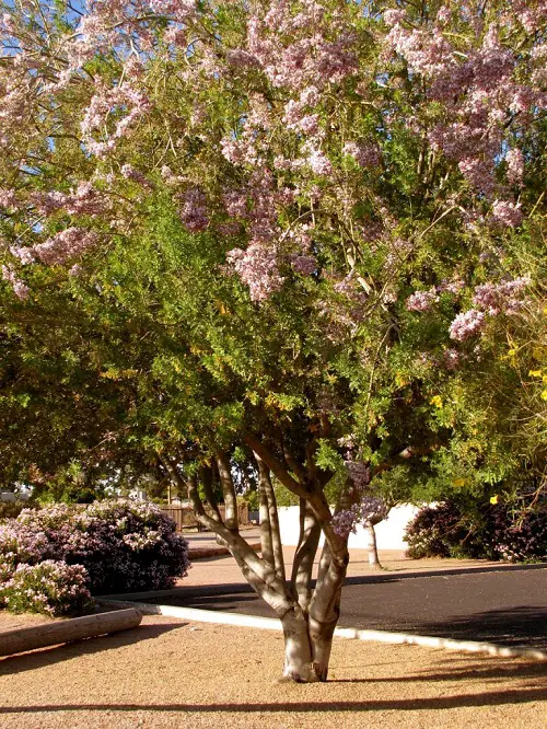 best Beautiful Trees With Blue Flowers