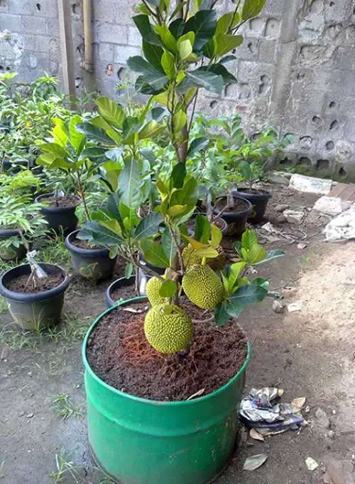 amazing Fruits Grown in the Shade