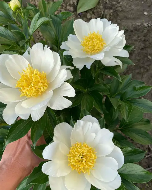 top Superior Types of Yellow Peonies
