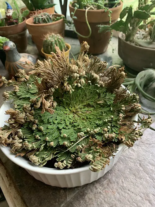 Rose of Jericho Uses