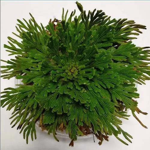 best Rose of Jericho Plant Care