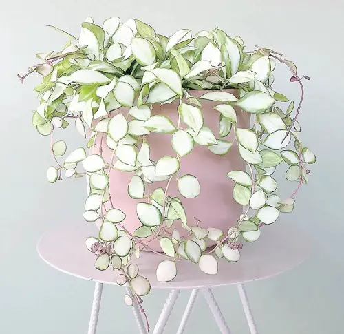 Hoya Varieties with Small Leaf