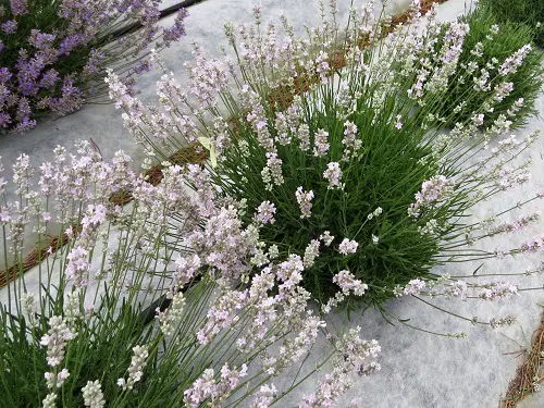 Amazing Best Perennial Lavender Varieties