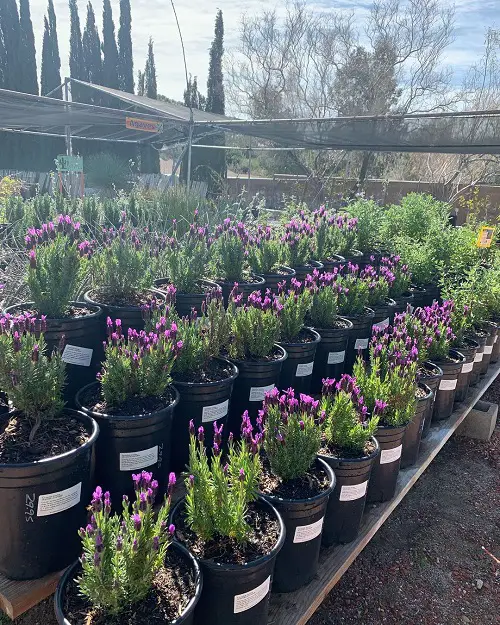 Is Lavender a Perennial or Annual